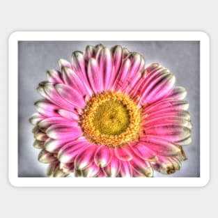 Pink and white gerbera HDR Sticker